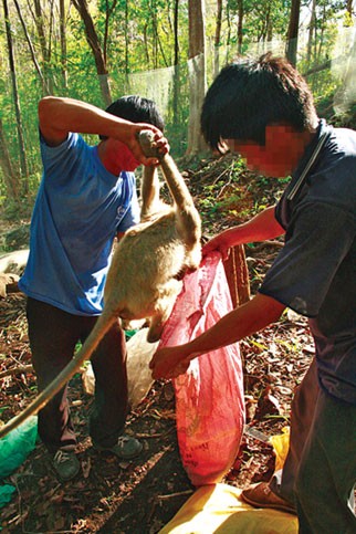 Khi bắt được khỉ, những tay săn bắt nhốt chúng vào chiếc túi.